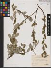 Foto von Salix aurita L. x Salix caprea L. x Salix repens L.